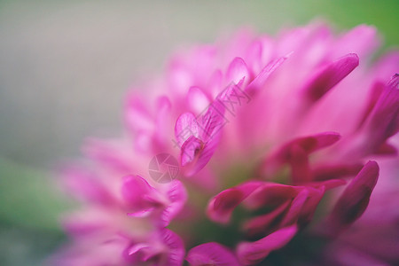春粉红色背景的自然中美丽粉红色花朵背景图片
