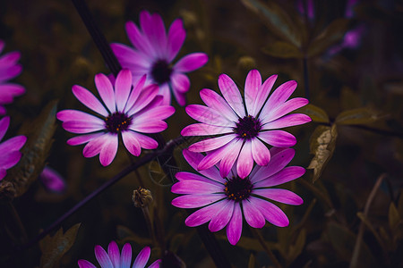 秋季花园的美丽粉红花朵背景图片