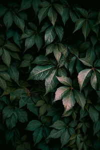 自然中的绿色植物叶秋季绿色背景图片