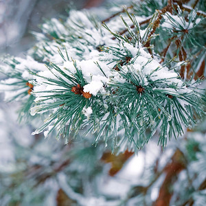 冬季的松树叶上积雪图片