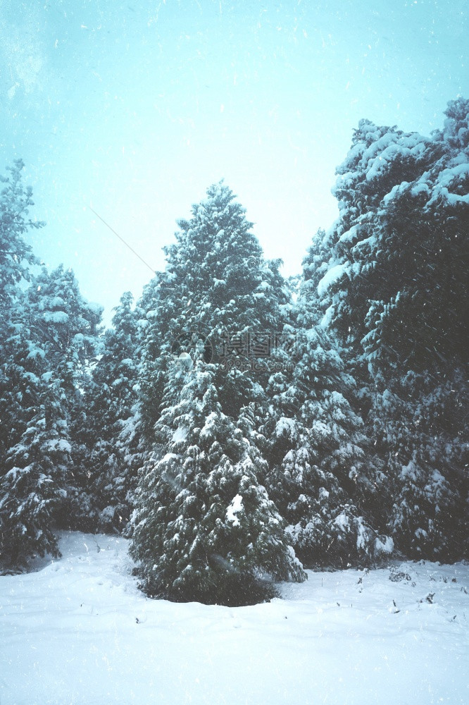 寒冬冷的森林中松树的雪图片