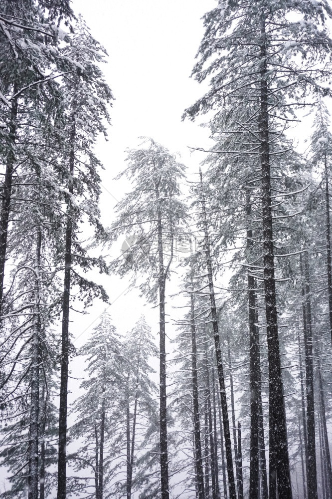 冬季雪在树上图片