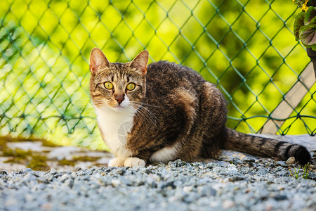 野兽棕色小猫在花园里玩得开心阳光下暖猫在花园里玩得开心背景图片