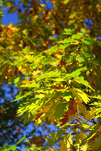 橡树叶秋天背景金秋图片