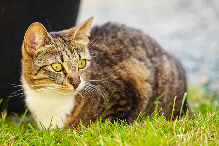 野兽棕色小猫在花园里玩得开心阳光下暖猫在花园里玩得开心背景图片