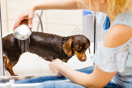 洗澡水妇女洗淋浴下动物卫生概念妇女洗她的狗背景