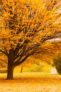 自然的户外风景花叶概念秋季的树木天公园覆盖着金色的秋叶天树木图片