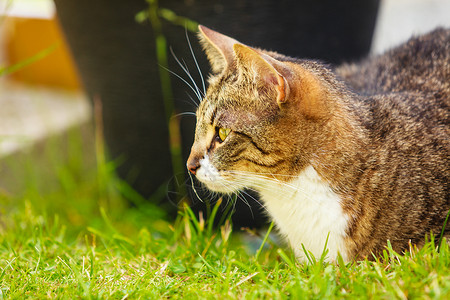 野兽棕色小猫在花园里玩得开心阳光下暖猫在花园里玩得开心背景图片