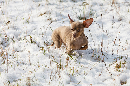 一只小狗在冬季雪上行走图片