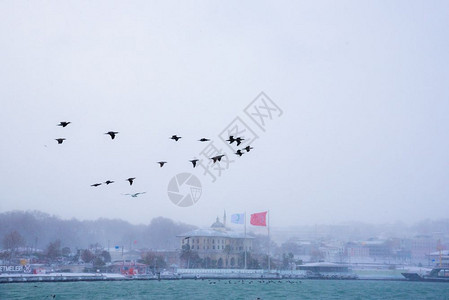 土耳其伊斯坦布尔的双磷冬季观背景上的鸟旗和土耳其国图片