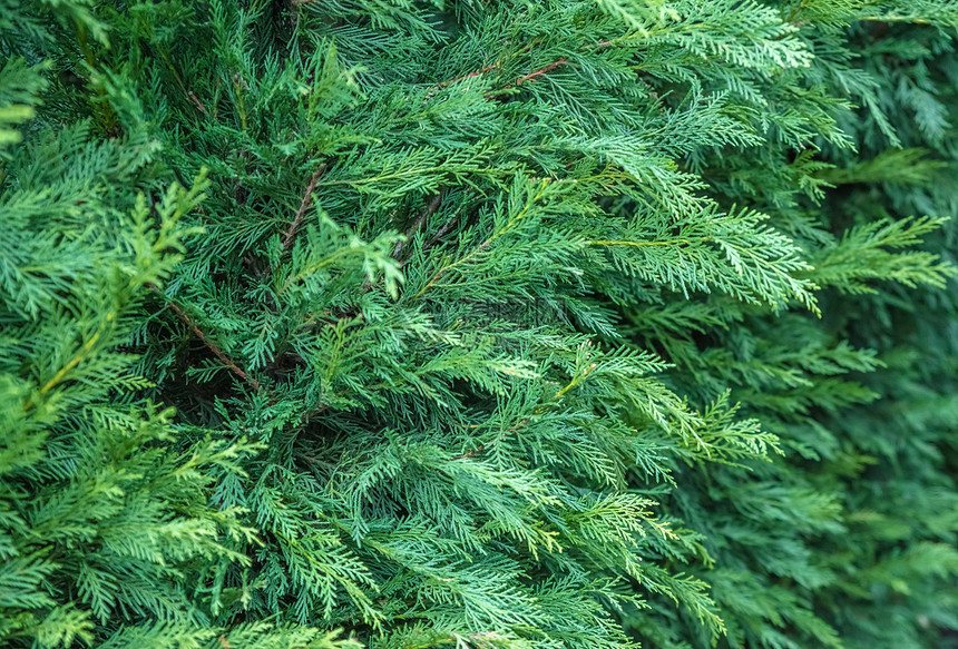 黄柏是柏树科的一种常绿针叶树种许多绿色树篱的树叶子图片