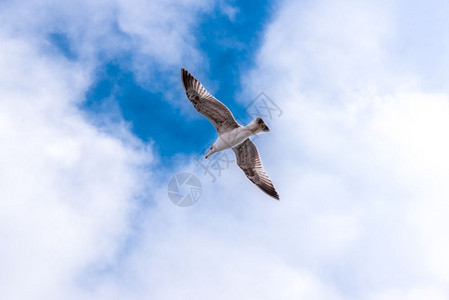 多云天空鸟飞多云的野生的高清图片