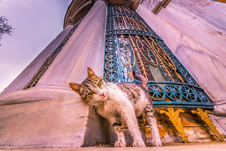 2016年4月232017年4月日在土耳其伊斯坦布尔大理石墙的角落触摸伊斯坦布尔无家可归的猫背景