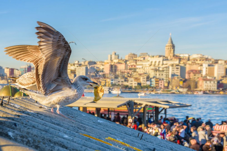 在土耳其伊斯坦布尔看到著名的加拉塔台和海鸥图片