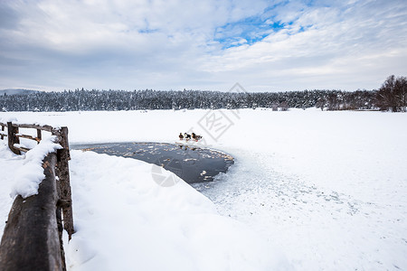 鸭子在冬冷冻湖附近松林在一片云的枯燥日鸭子在冬冷湖附近松林则在冬冷冻湖附近背景图片
