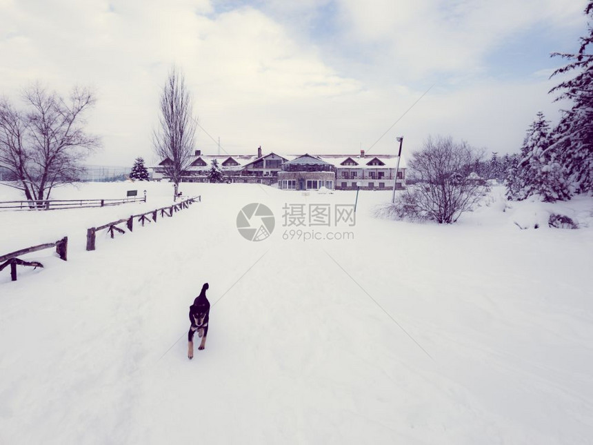 阴天松林的冬季景观前景是一只狗在雪上行走冬季松林景观图片