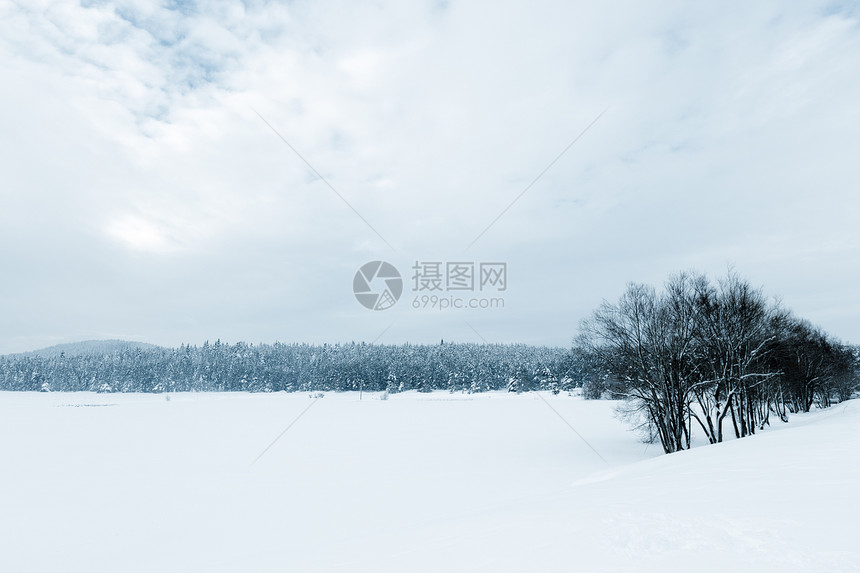 冬季冷冻湖与松林的景象图片