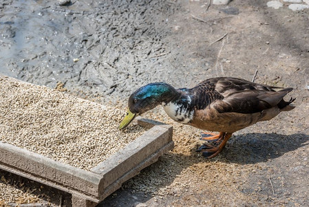 鸭子在木制容器中吃人工饲料图片
