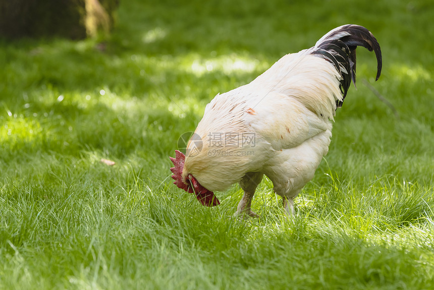 大白公鸡在绿草地上的肖像美丽白色黑公鸡在户外觅食图片