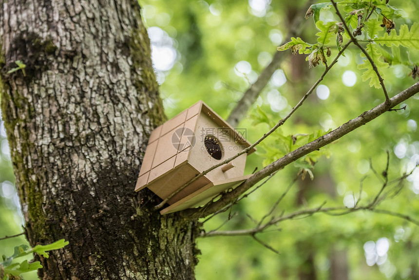 人造蜂巢挂在树上人造木鸟屋挂在树上保护鸟的图片