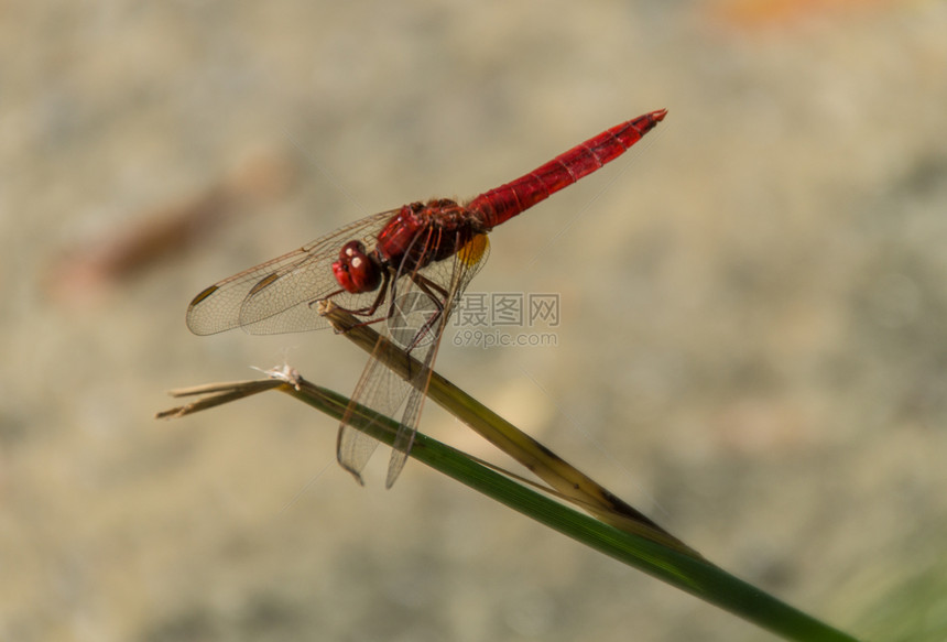 蜻蜓目libellule伊瑟尔法国图片