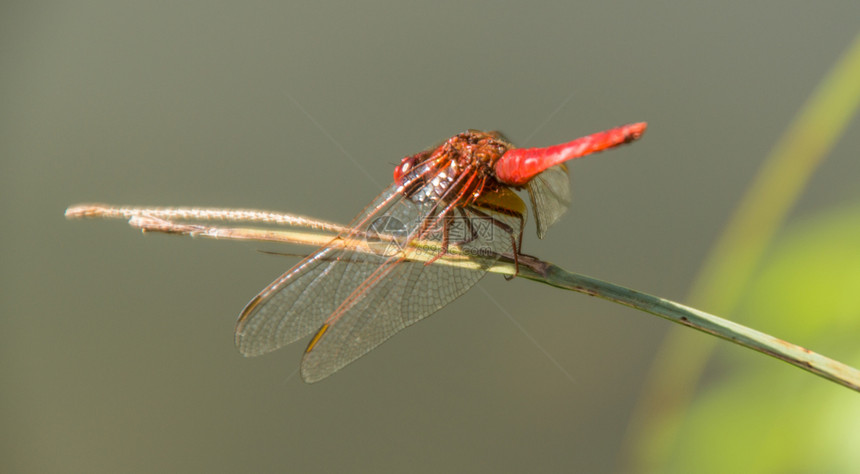 蜻蜓目libellule伊瑟尔法国图片