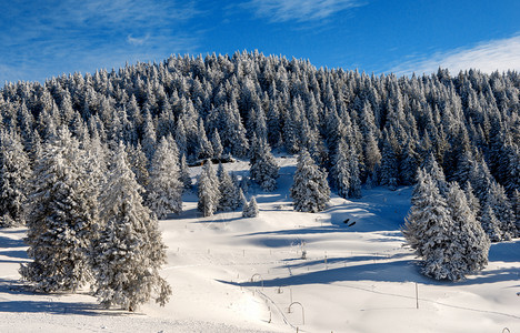 冬季白雪覆盖的fir树景象图片