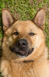 德国牧羊犬头部的特写图片