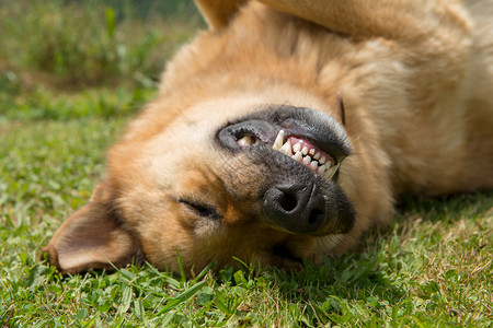 德国牧羊犬头部的特写图片