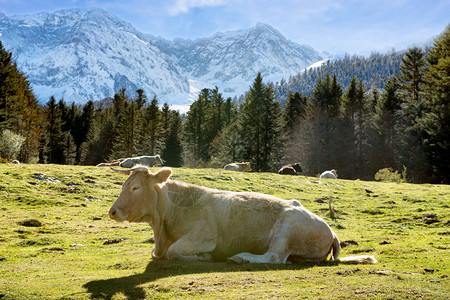 一头白牛躺在山草上图片