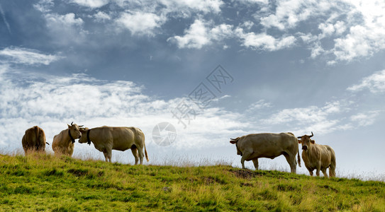 美丽的牛群在高山草原上放牧图片