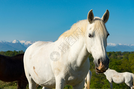 一匹白马在草原上比利牛斯山在背景中背景图片