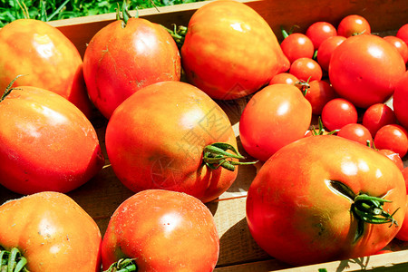 花园里美丽的西红柿农业概念图片