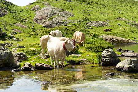 在山湖中饮酒的白牛图片