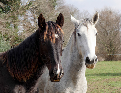 两匹白马和黑在草地上图片