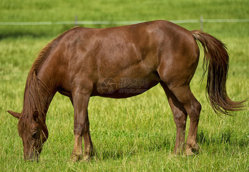 一匹美丽的棕色马在草原上图片