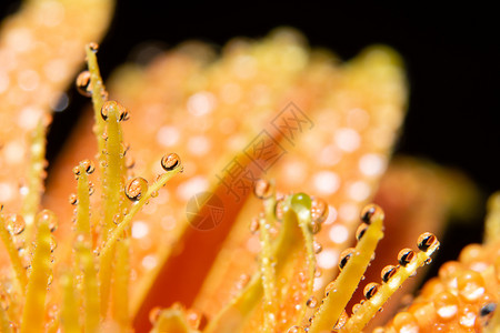 橙花瓣上的水滴背景图片