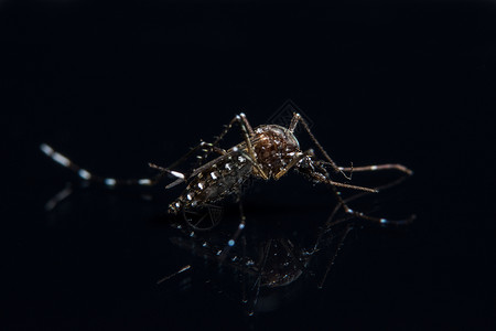黑镜上的蚊子宏观背景图片