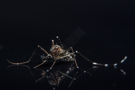 黑镜上的蚊子宏图片