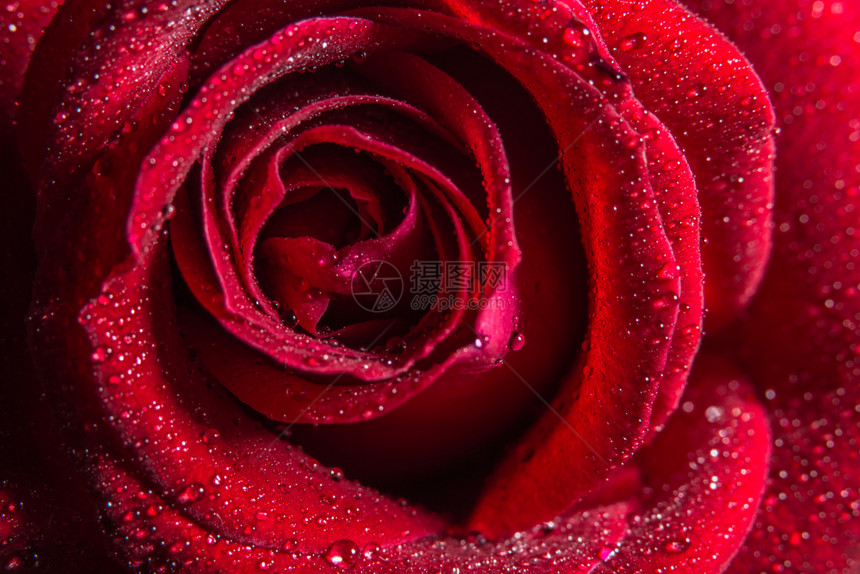 背景宏观水滴落于玫瑰上图片