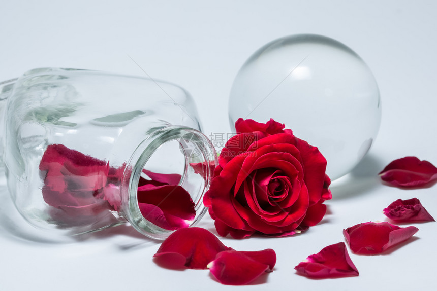 红玫瑰的背景爱情人节图片