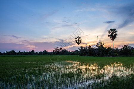 稻田的夕阳图片