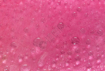 粉红玫瑰花瓣上的背景宏观水滴背景图片