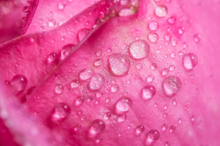 粉红色花瓣上的背景宏观水滴图片
