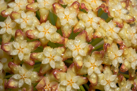 Hoya花朵大型黄色图片