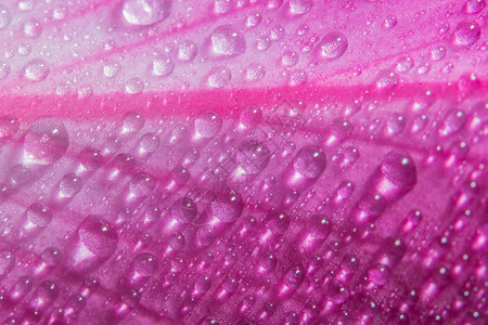 粉红花瓣上的水滴背景图片