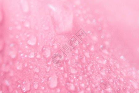 粉红花瓣上水滴的背景背景图片