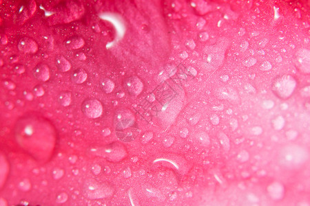 粉红花瓣上的背景小滴背景图片