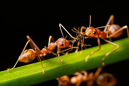 热锅上蚂蚁叶子上的宏红蚂蚁背景