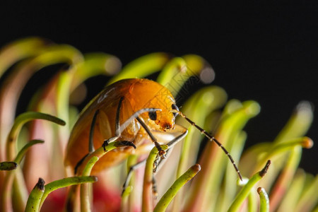 分支上的宏rarobbug图片